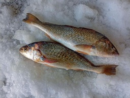 Corvina rubia